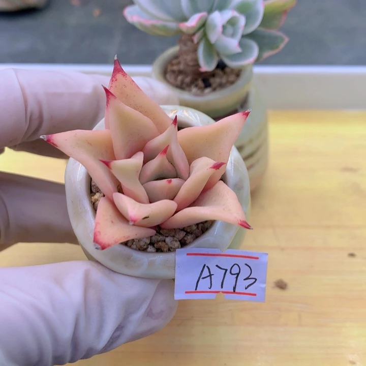 一物一拍满38包邮A793