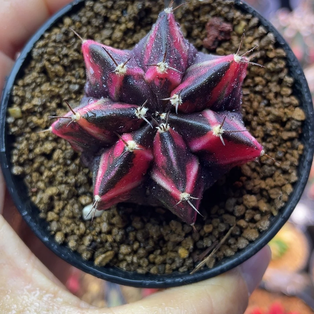 1-138米哈锦4.6厘米