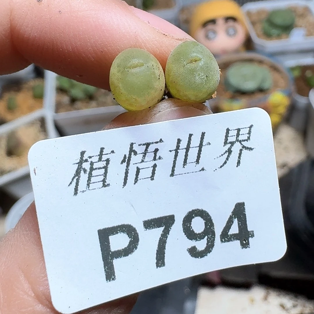794盒多肉植物哇f g