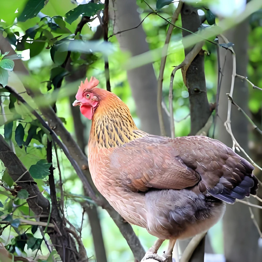 【到手6大只】 双黄蛋草鸡一斤左右活体包邮宠物鸡长尾