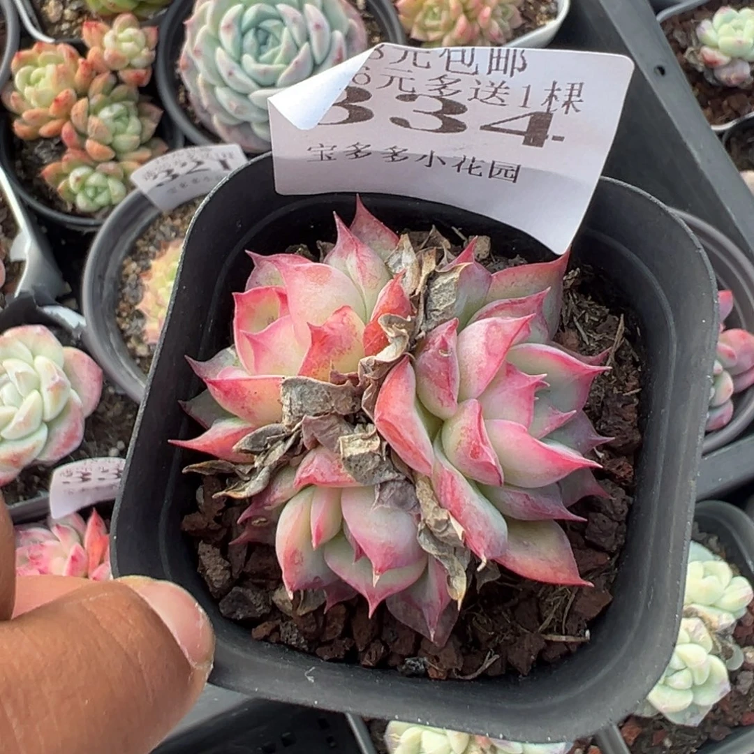 334号三头侧影一物一拍满18包邮