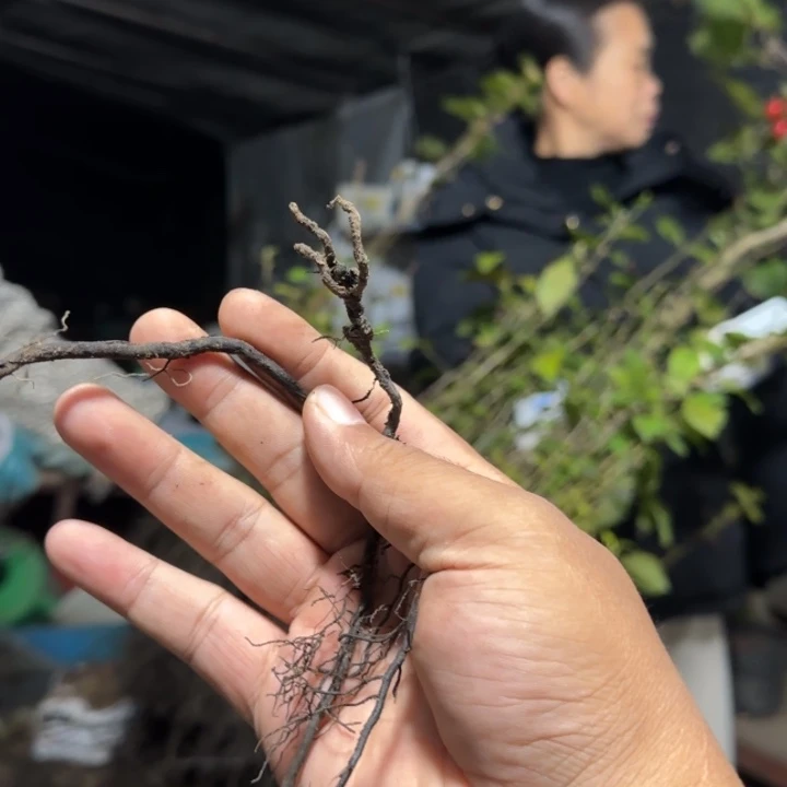 靁***无花朵老鸦柿紫血灯笼阴芽