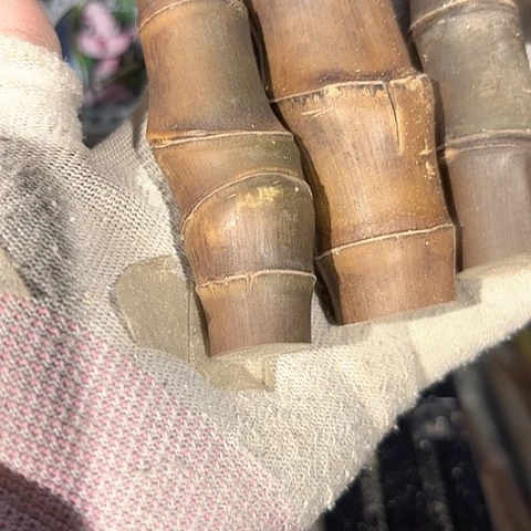 快***声实心竹竹竹竹竹竹竹竹竹