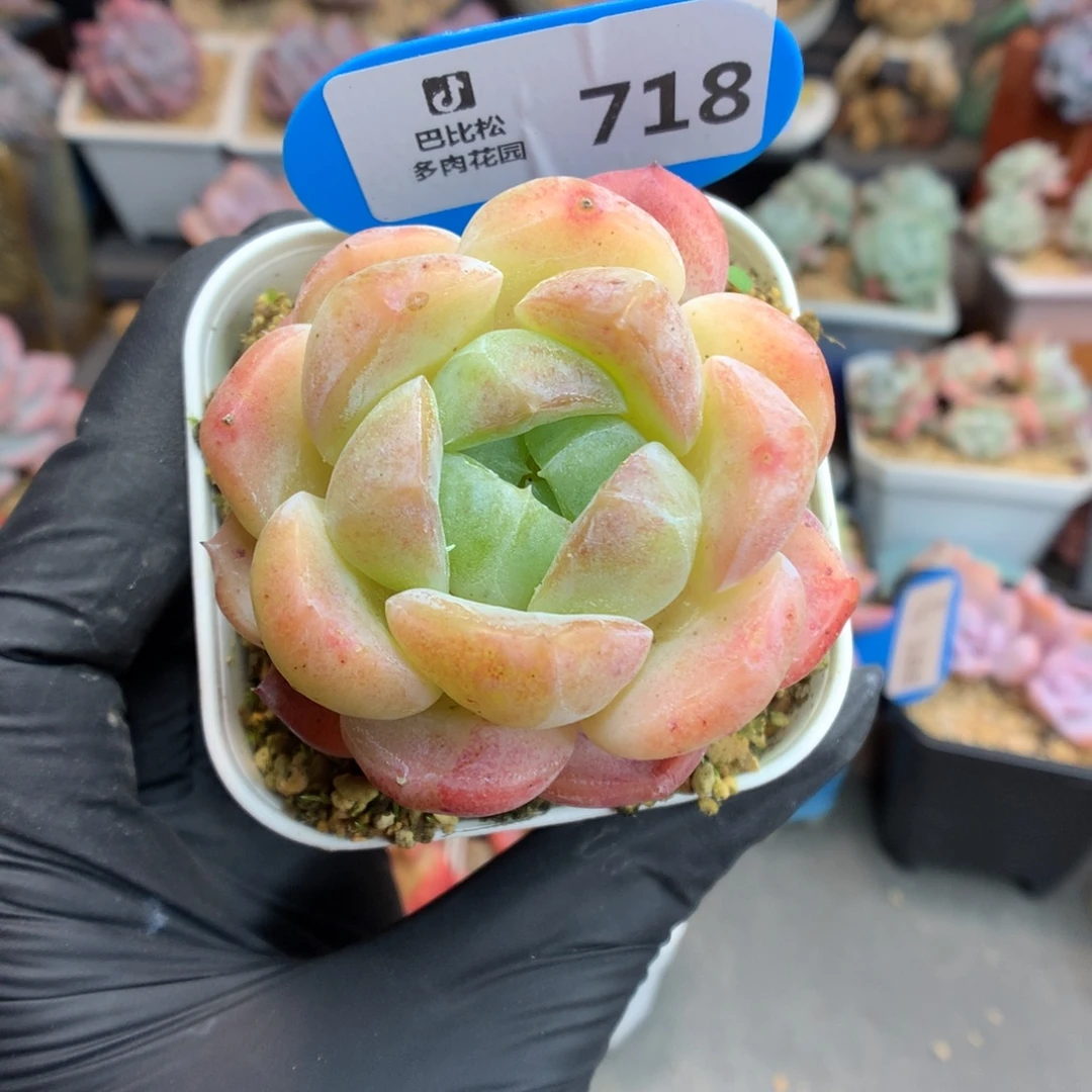 718 水蜜桃糖心多肉