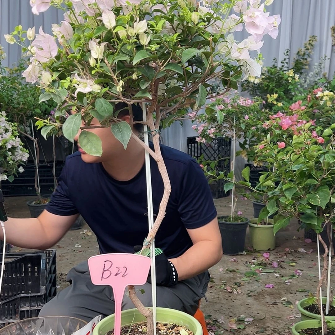 蜜***姐大部分花苞少量开放B22苹果花