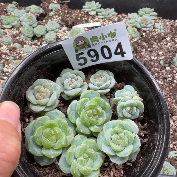 多肉植物多肉植物