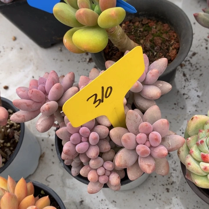 读肉皮子和欧7272737372737