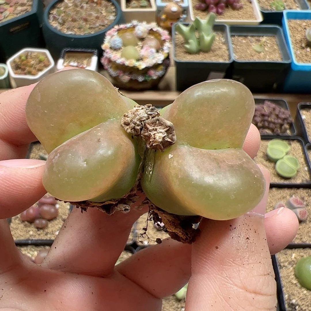 【闪购商品】43 嘴唇毛