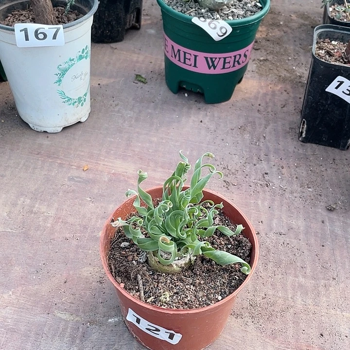 121大宽叶弹簧草块根