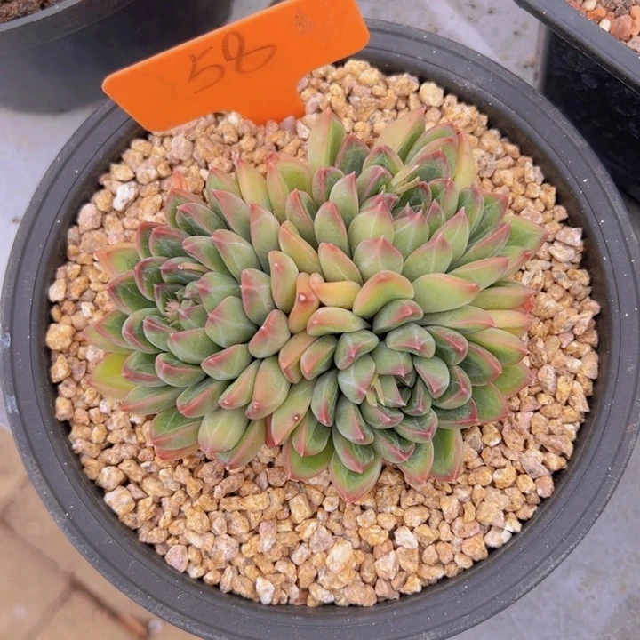 健健康康平平安安