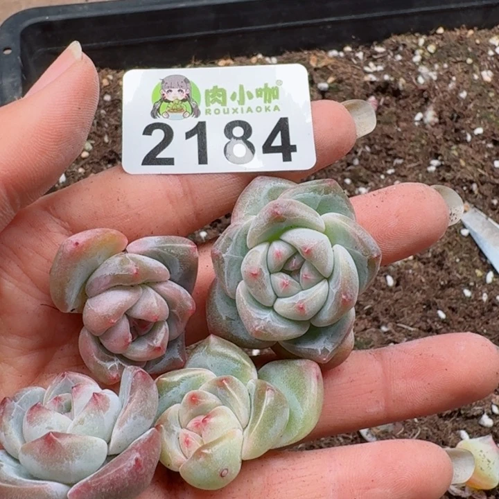 ʚ****?多肉植物多肉植物