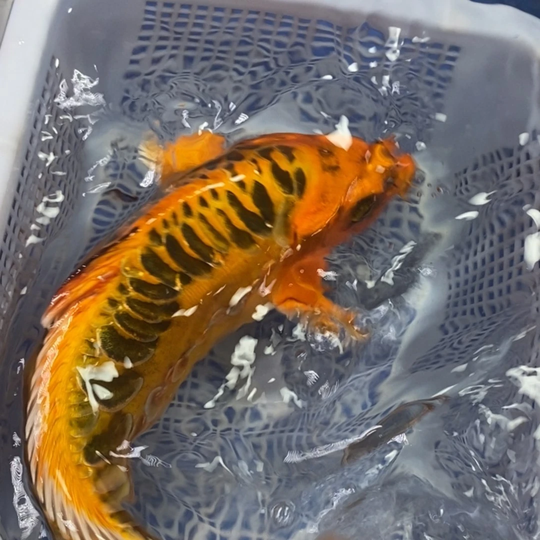 锦鲤冷水金龙包邮