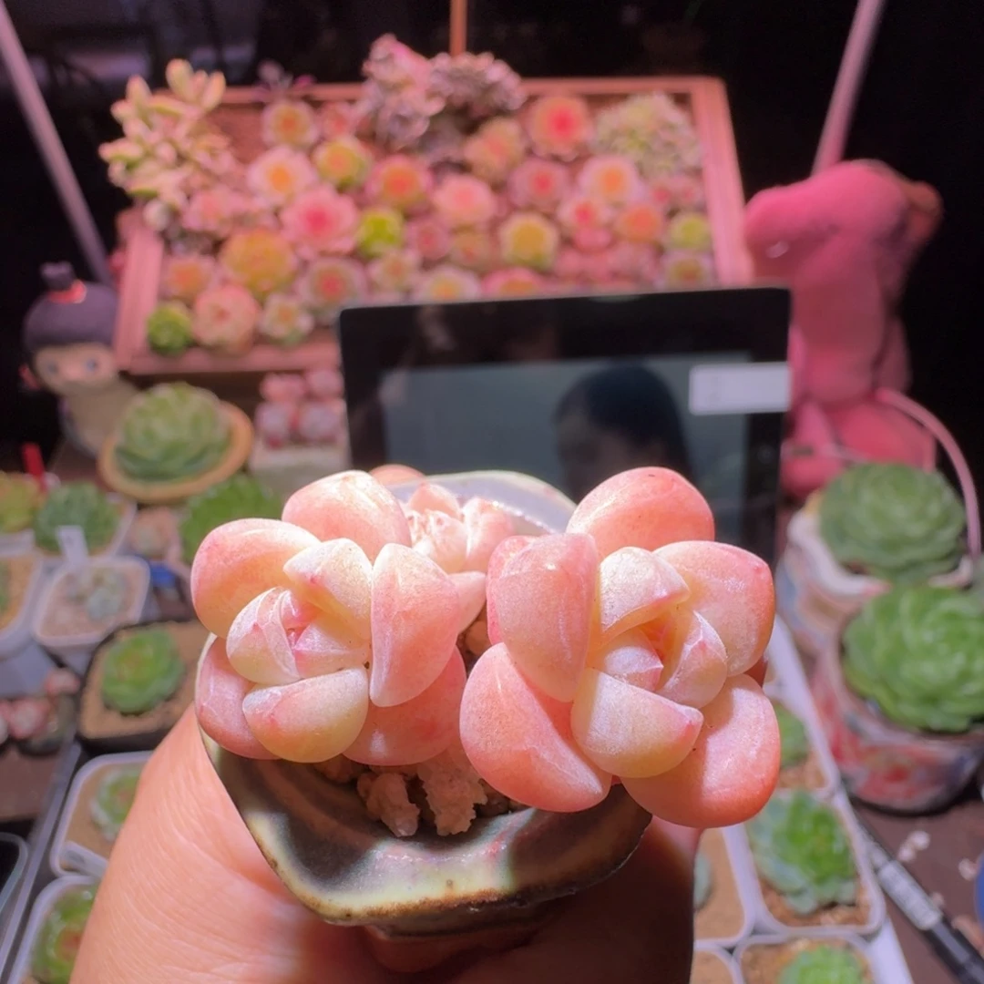 冰玉三头哈哈哈哈