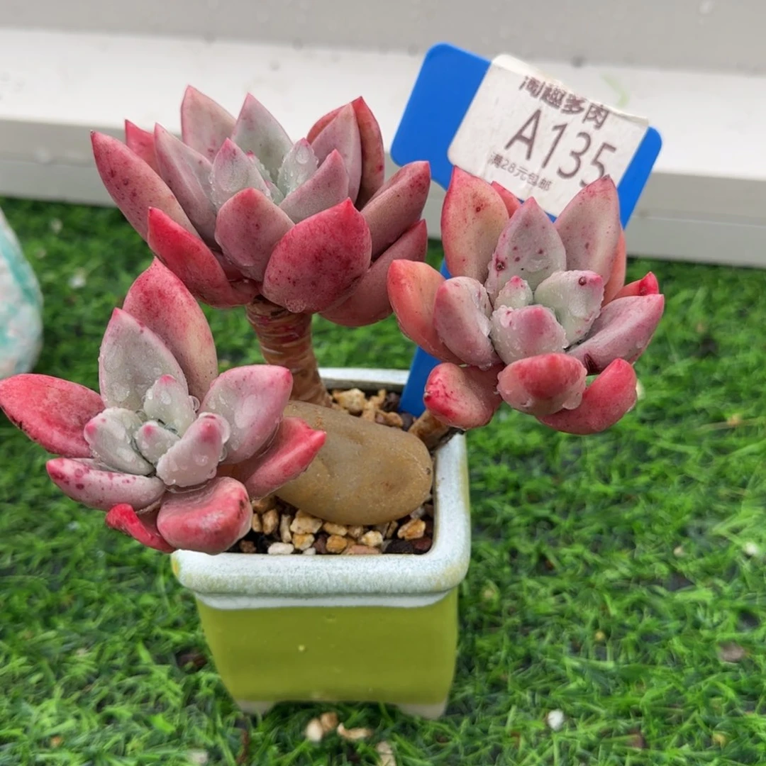 多肉植物桃花源三头木质化带盆