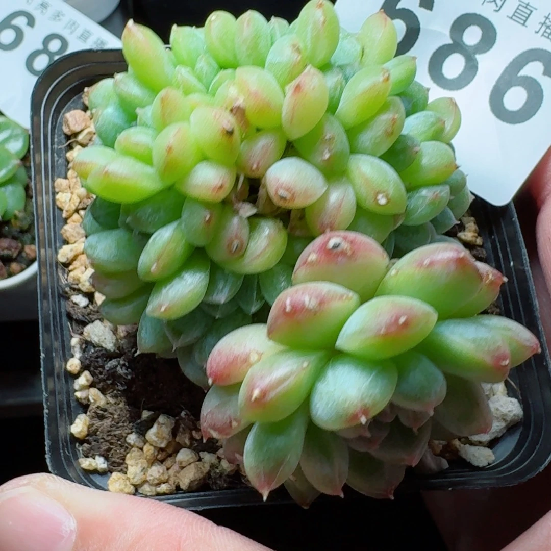 胸花缀化            精美多肉植物
