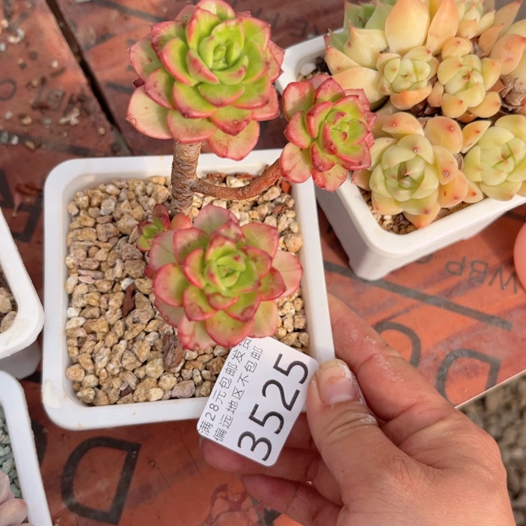 大3525:（xv c b v b b b