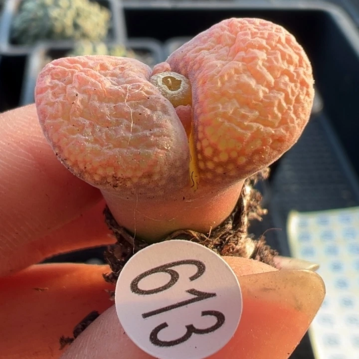 613号11111111111111