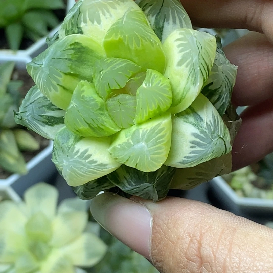 *****是是是是是是是是是寿