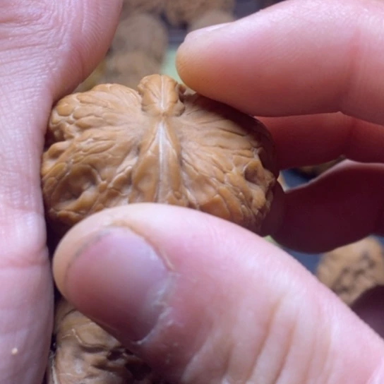 秋*文玩核桃元宝狮子头40