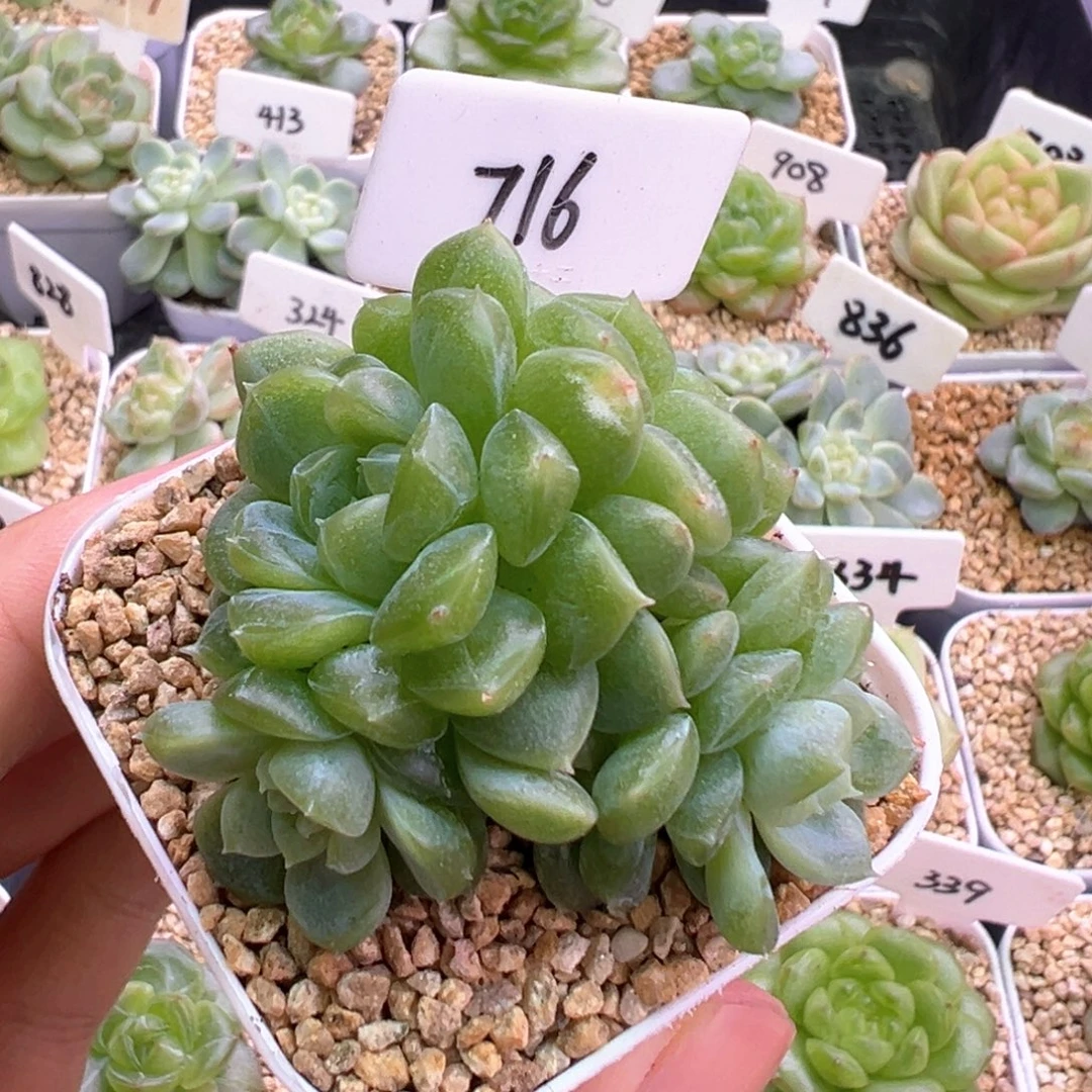 716号泼天富贵4头小叶伤