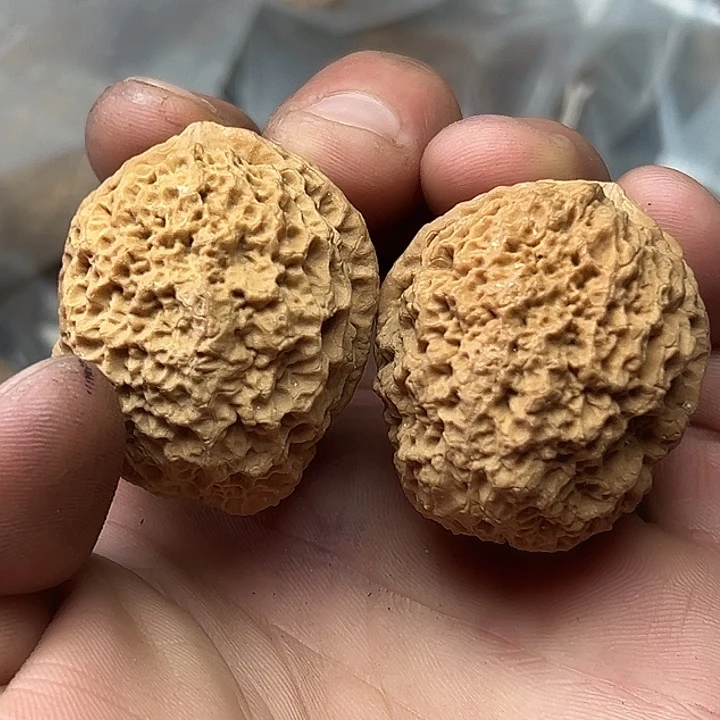 核桃50号蚂蚁窝39尺