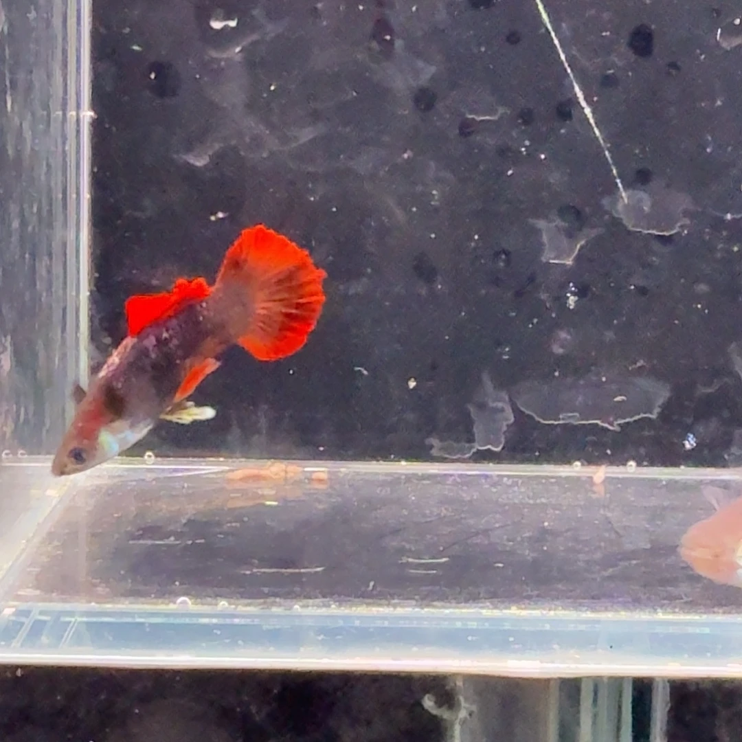 孔雀鱼折扇菊花帆