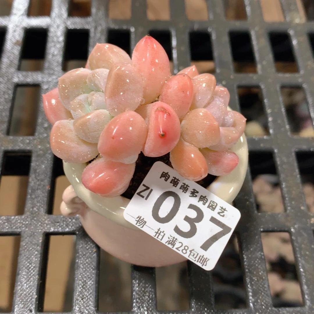 肉萌萌拇指盆精控多肉ZI037