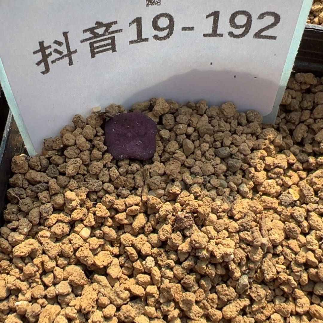 19-192肉锥多肉植物
