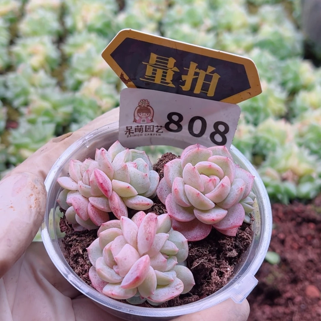 多肉植物多肉植物