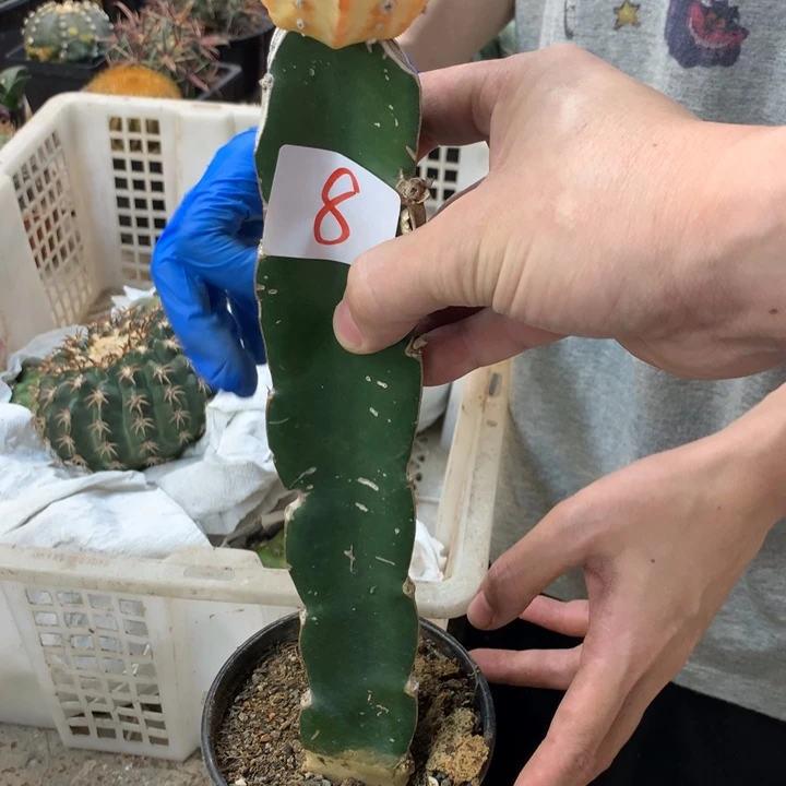 星兜锦8号。。。。。。。。。。。