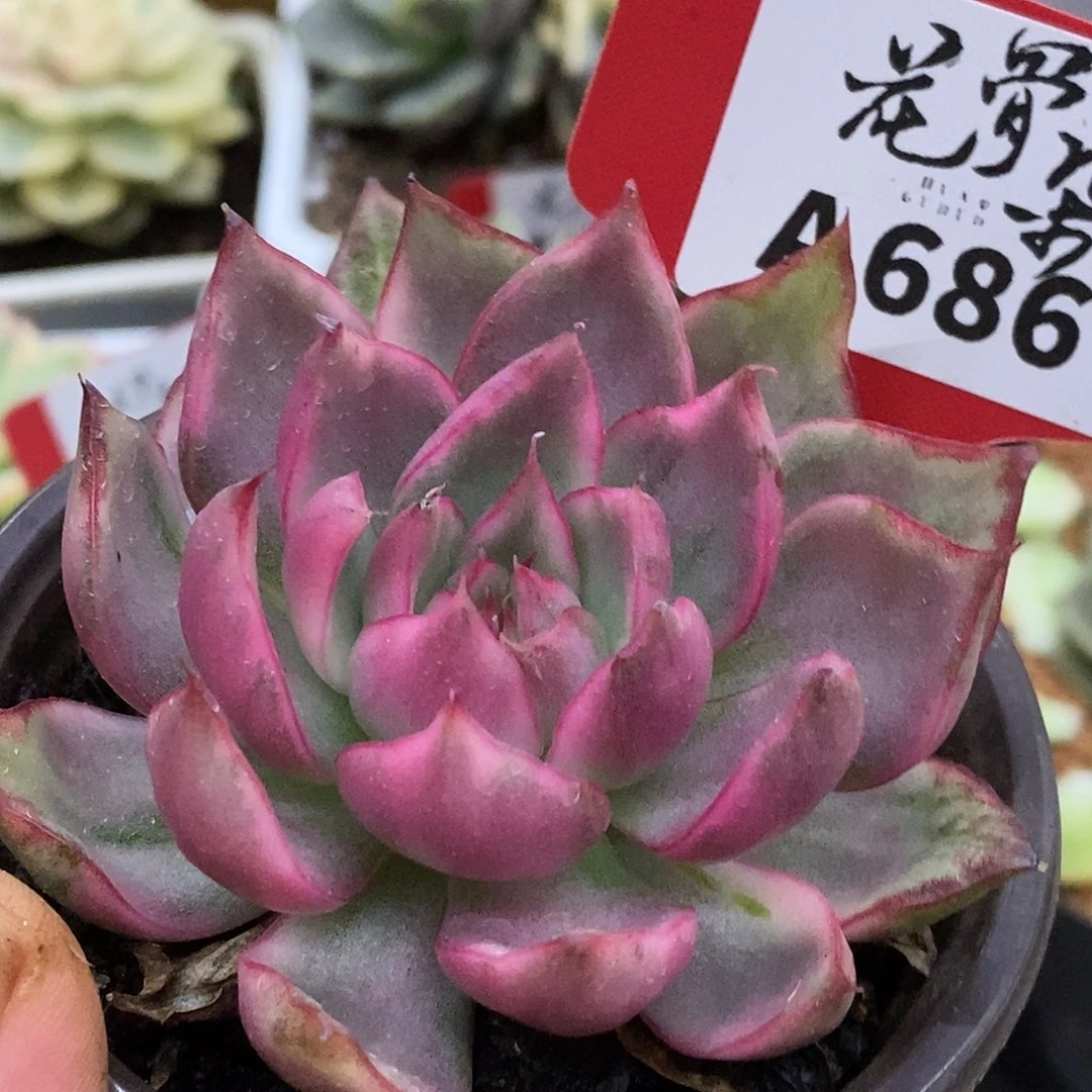 686哈哈哈哈哈哈哈哈哈