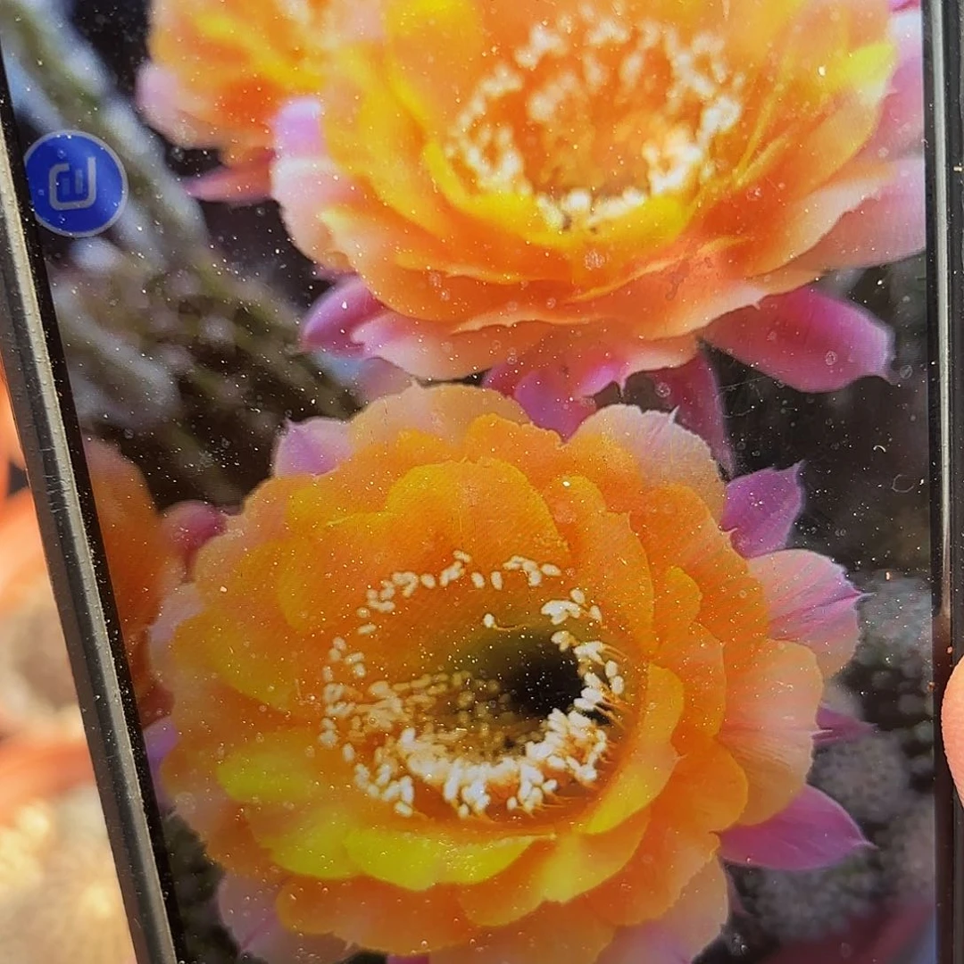 短毛七带根极光20包邮仙人球瑕