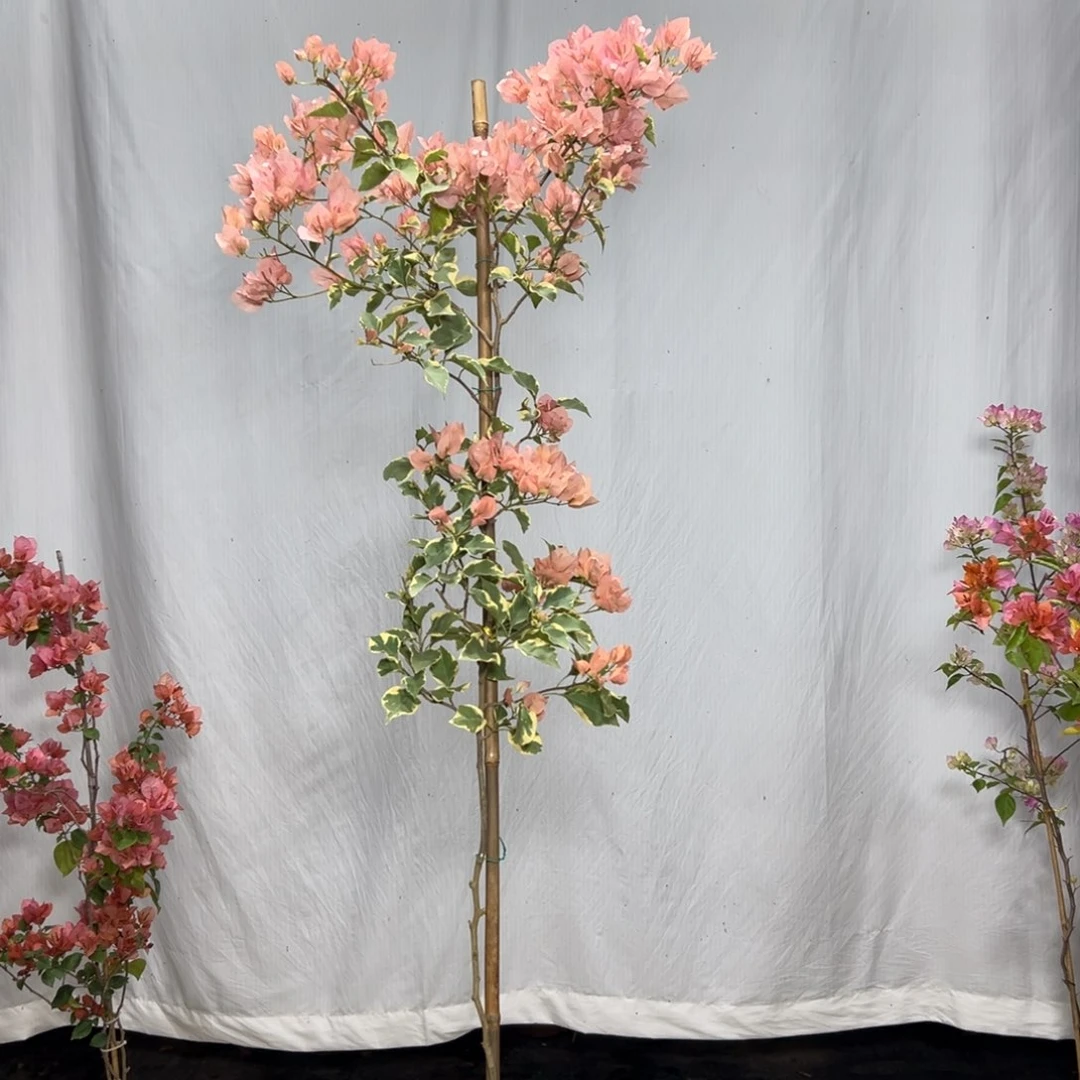 大量花朵（建议范围：8朵-15朵 或40%以上）花*缺