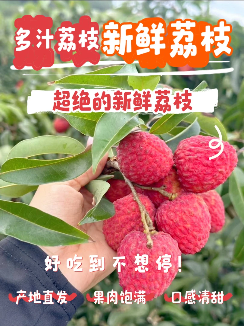 [省内专拍]新鲜现摘进奉荔枝当季水果整箱贡果广东增城正宗老树