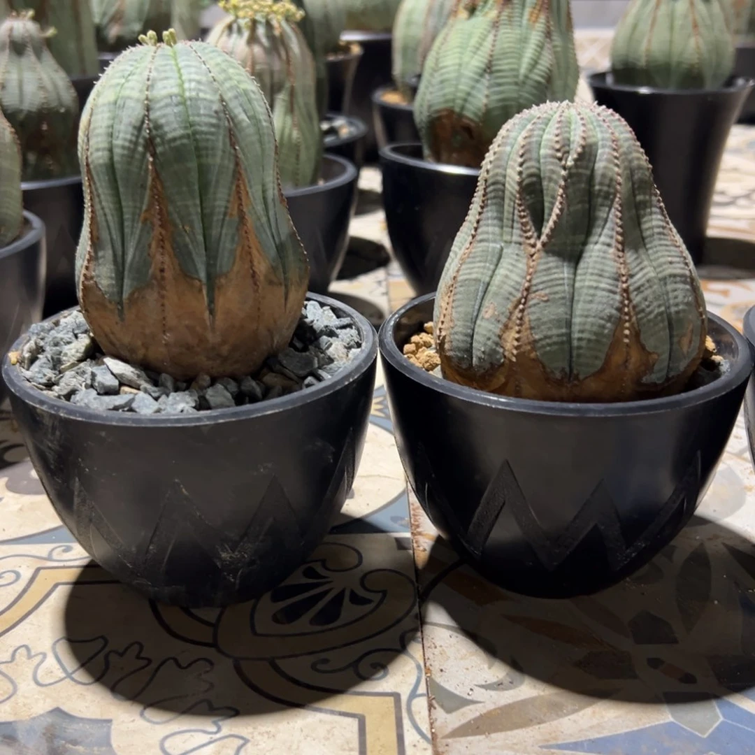 R****刘布纹wwwwwww