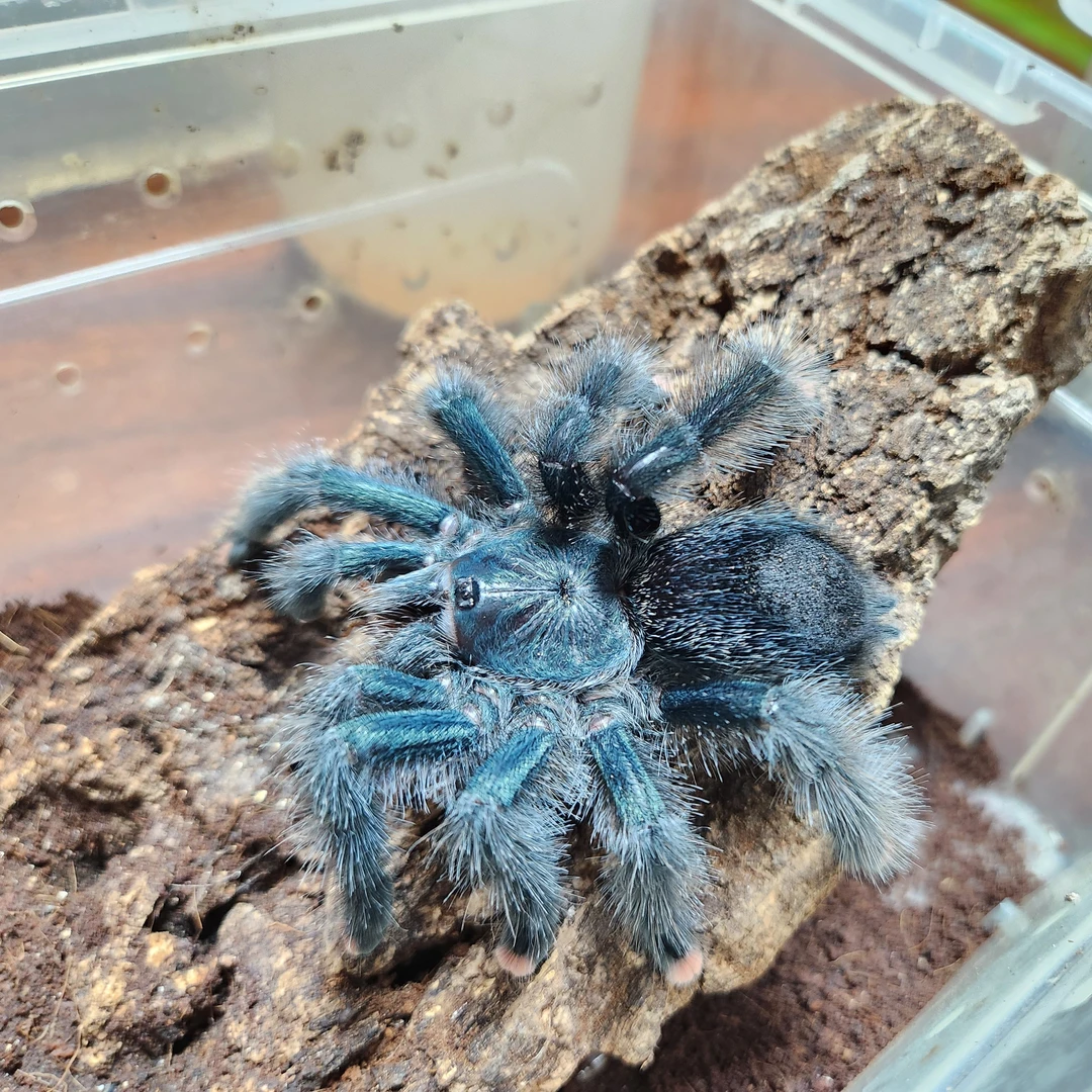 巴西蓝绿粉趾蜘蛛 大体型漂亮温顺树栖