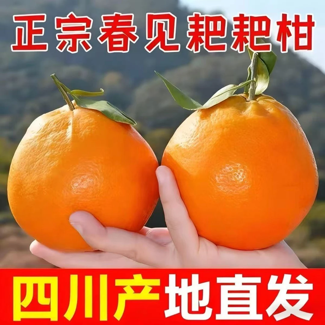 正宗四川春见耙耙柑丑八怪橘子新鲜孕妇水果整箱包邮批发多规格