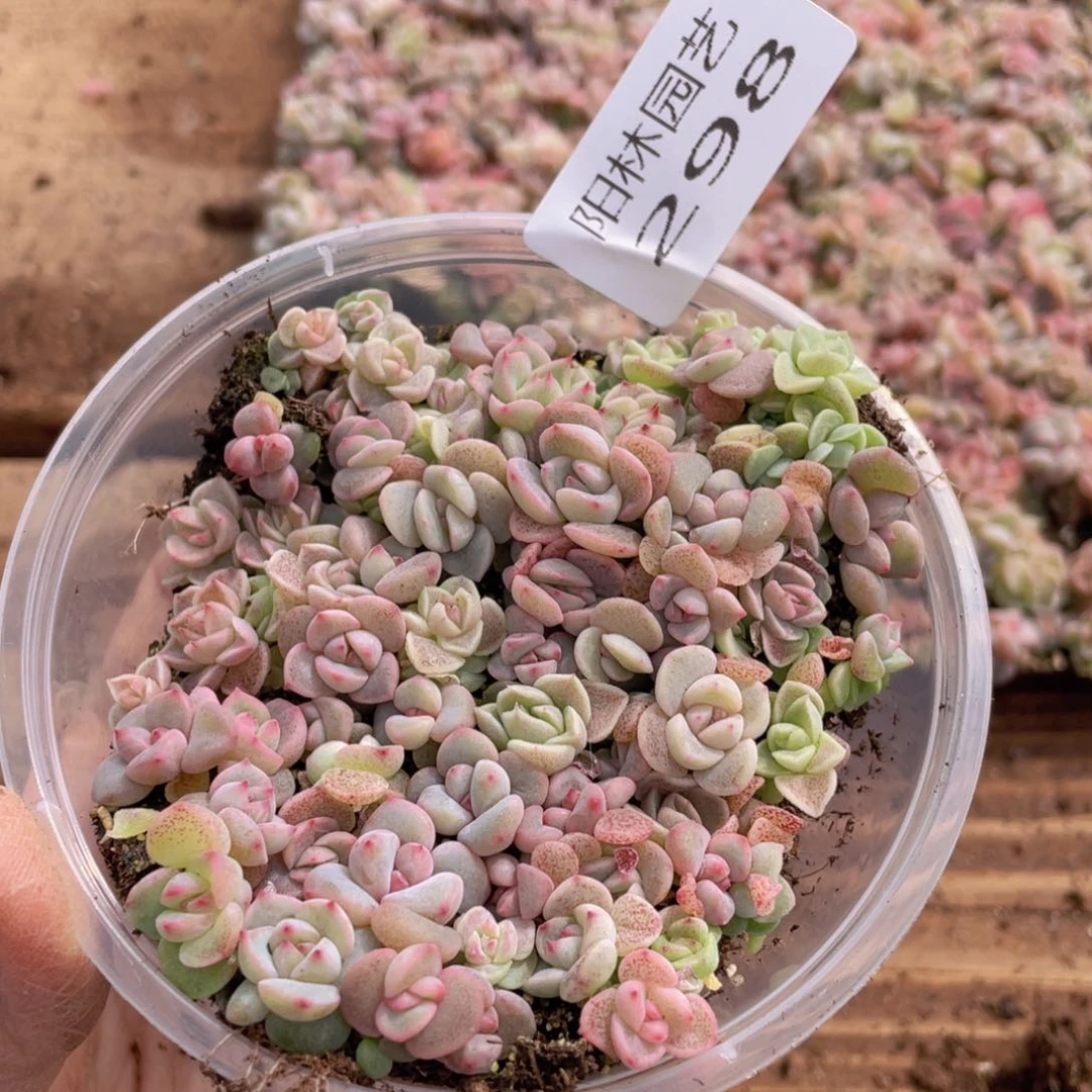 多肉植物多肉植物298