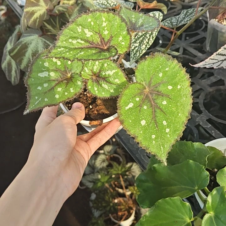 晨露秋海棠一物一拍