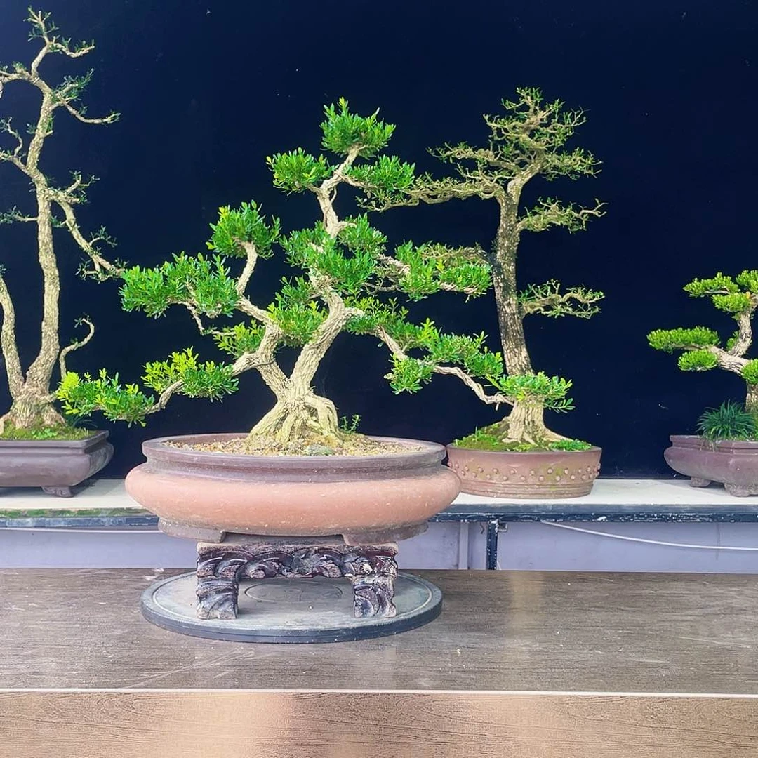 黄杨盆景四季常青