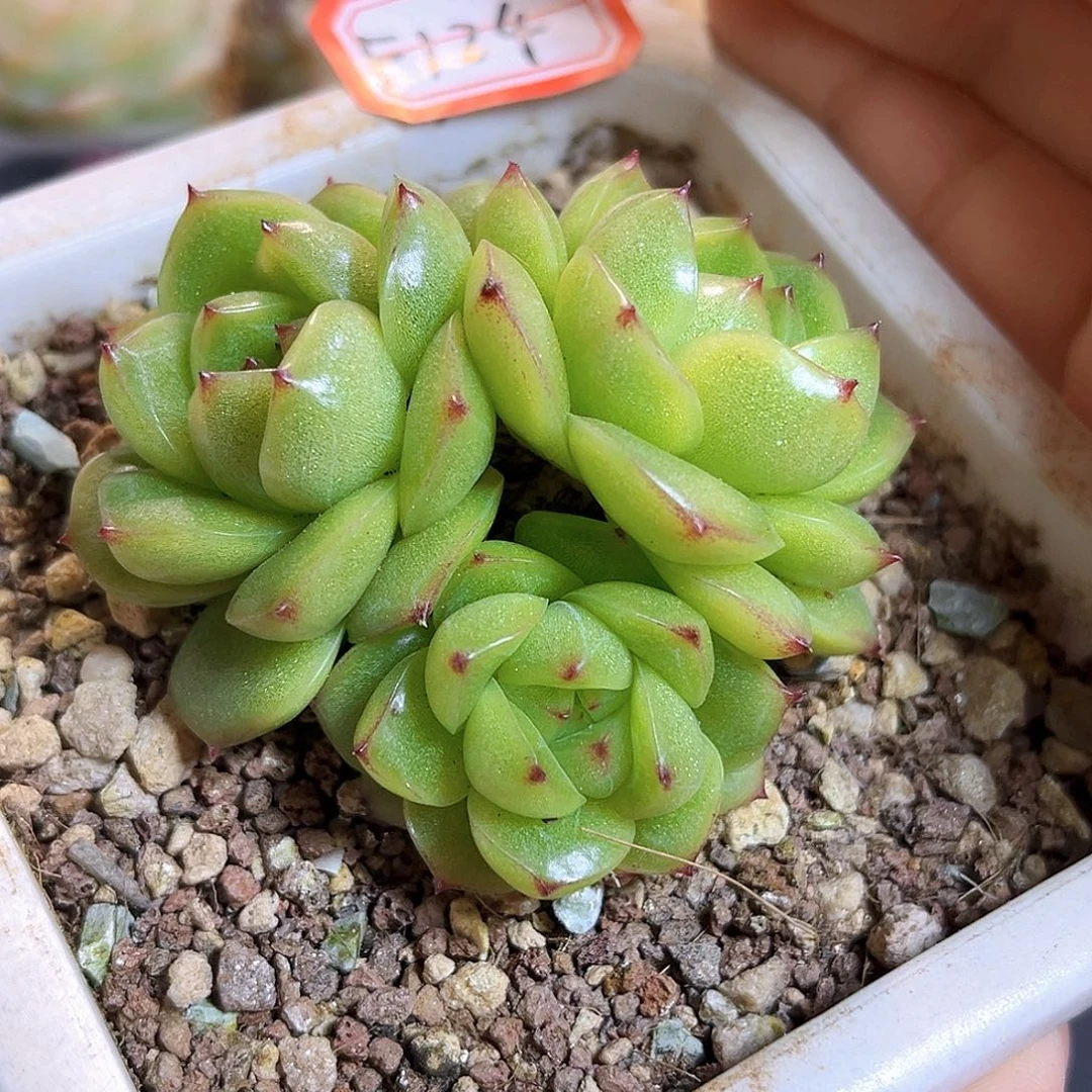 F124一物一拍 绿豆沙珍妮