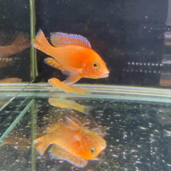 海水1335火焰红。