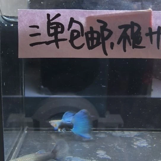 孔雀鱼亮背蓝礼服欧翼一对