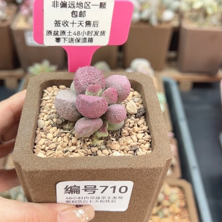 710夏娃多肉植物