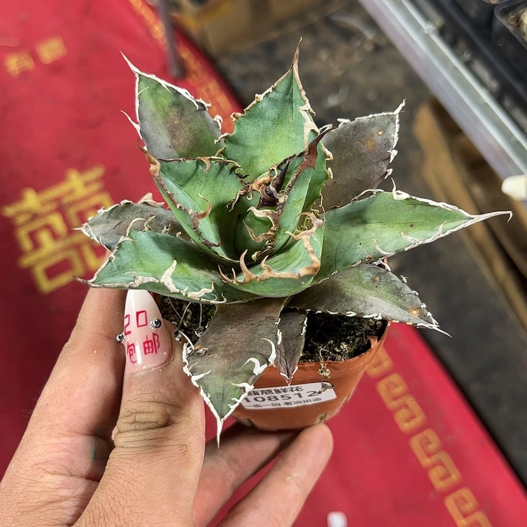 阿**?108512一物一拍单头发货