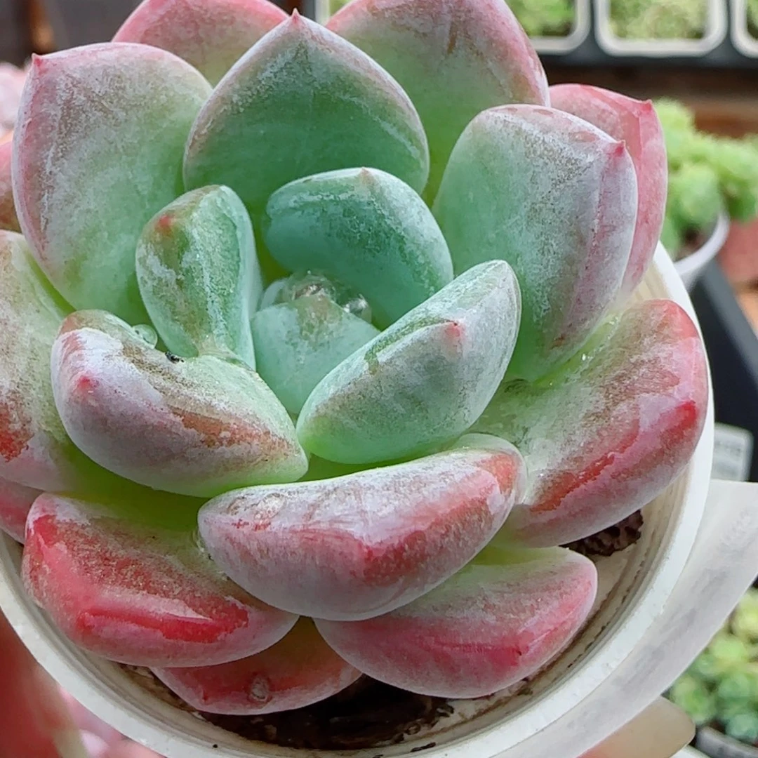 花语逸镜0923-182