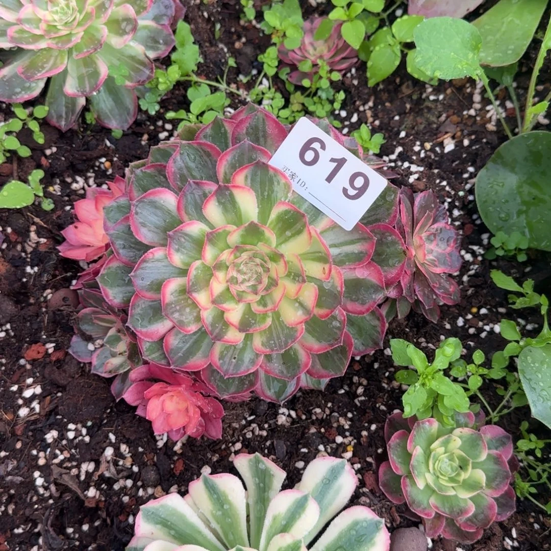 精品多肉植物0619