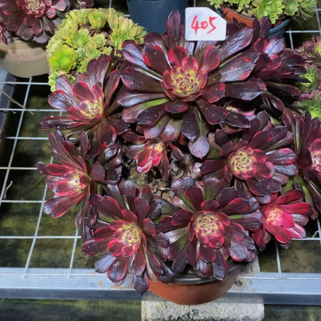 405号烟花法师多肉