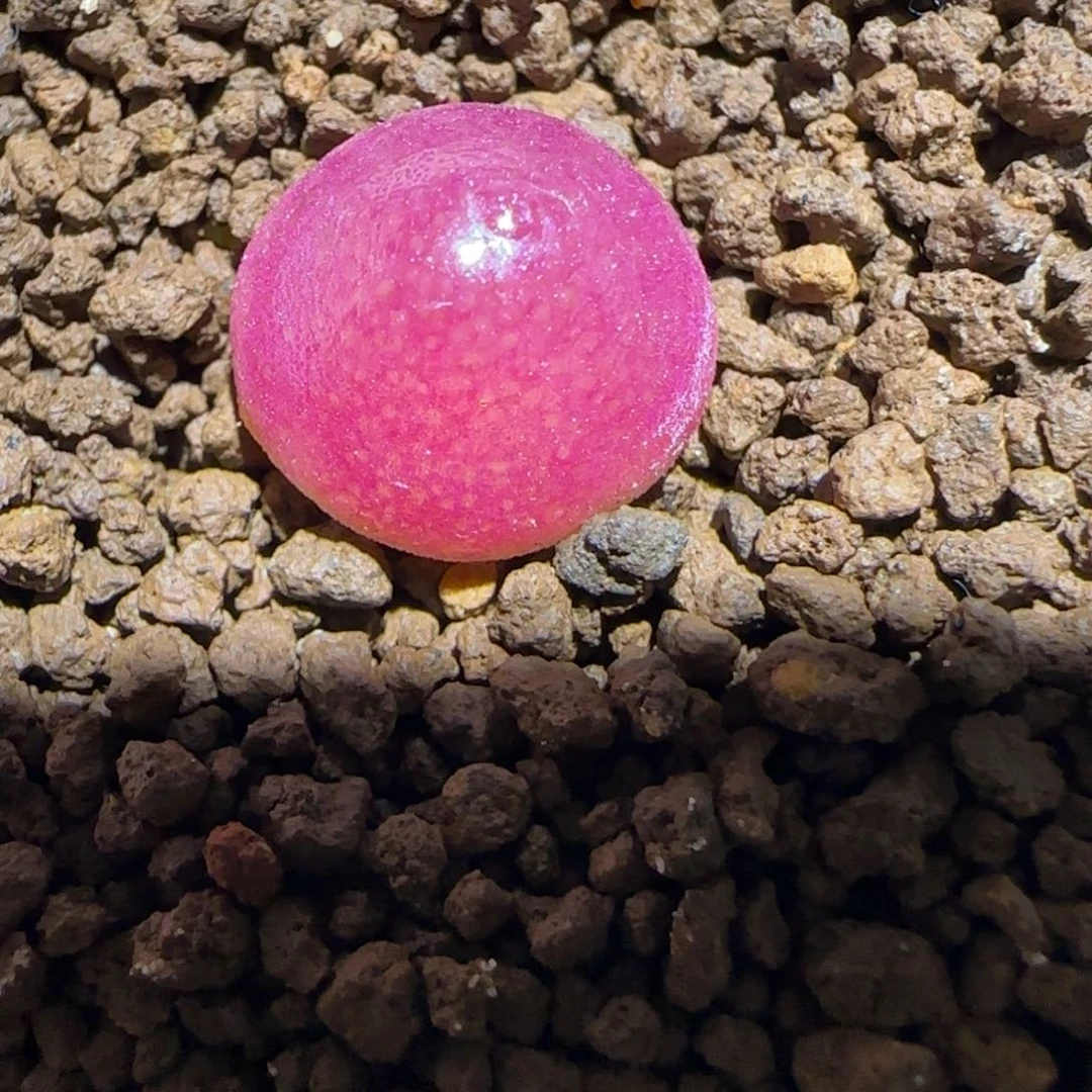 肉锥多肉植物百科-灯泡1293