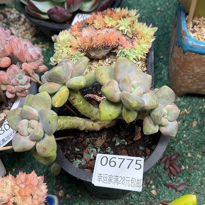 幸运儿的一个小秘密就是